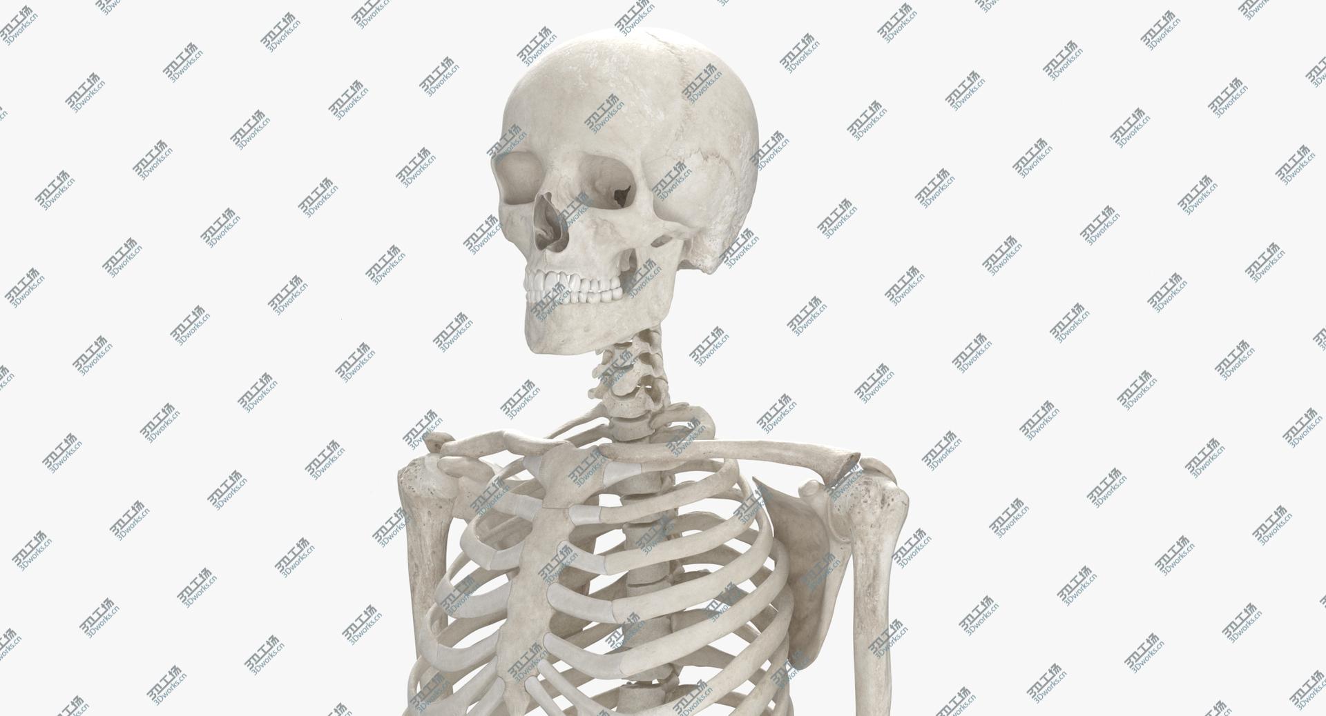 images/goods_img/202104023/Real Human Rib Cage Spine Male Skull Calvicle Scapula and Arms Bones Anatomy White 01 3D model/4.jpg